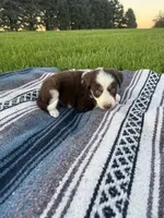 Alfie, a male Border Collie for sale in Iowa City, IA – 5 of 5