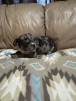 Chopper, a male Olde English Bulldogge for sale in Iowa City, IA – Photo 4 of 5