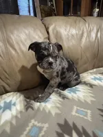 Chopper, a male Olde English Bulldogge for sale in Iowa City, IA – Photo 1 of 5