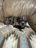 Chopper, a male Olde English Bulldogge for sale in Iowa City, IA – Photo 3 of 5