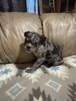 Chopper, a male Olde English Bulldogge for sale in Iowa City, IA – Photo 2 of 5