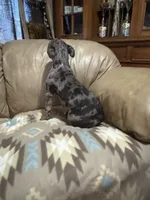 Chopper, a male Olde English Bulldogge for sale in Iowa City, IA – Photo 5 of 5