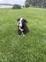 Hazel, a female Olde English Bulldogge for sale in Iowa City, IA – 4 of 7