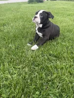 Hazel, a female Olde English Bulldogge for sale in Iowa City, IA – 7 of 7