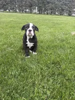 Hazel, a female Olde English Bulldogge for sale in Iowa City, IA – 5 of 7