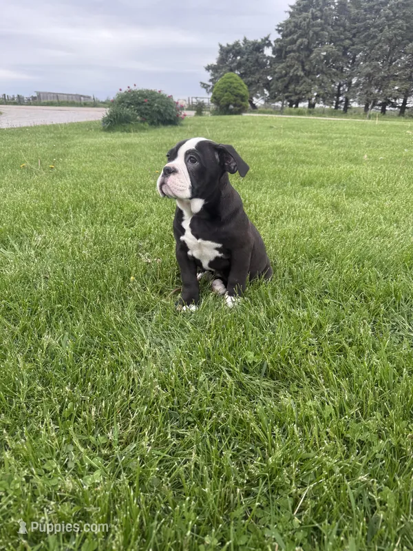 Hazel – Olde English Bulldogge puppy for sale in Iowa City, IA
