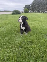 Hazel, a female Olde English Bulldogge for sale in Iowa City, IA – 1 of 7
