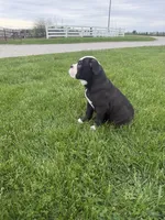 Hazel, a female Olde English Bulldogge for sale in Iowa City, IA – 6 of 7