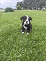 Hazel, a female Olde English Bulldogge for sale in Iowa City, IA – 3 of 7