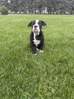 Hazel, a female Olde English Bulldogge for sale in Iowa City, IA – 2 of 7