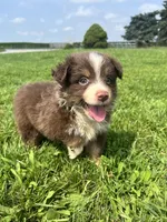 Maple, a female Miniature Australian Shepherd for sale in Iowa City, IA – Photo 3 of 10