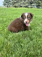 Maple, a female Miniature Australian Shepherd for sale in Iowa City, IA – Photo 9 of 10