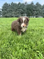 Maple, a female Miniature Australian Shepherd for sale in Iowa City, IA – Photo 4 of 10