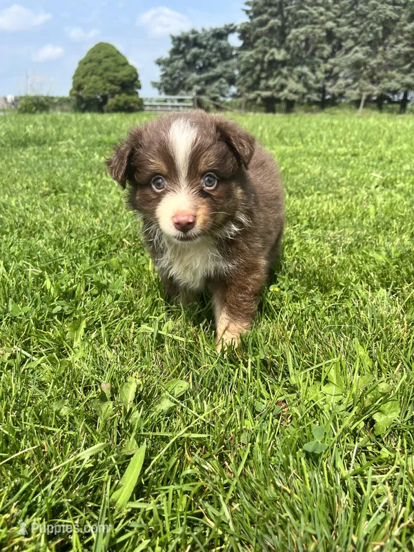 Maple, a female Miniature Australian Shepherd for sale in Iowa City, IA – Photo 1 of 10