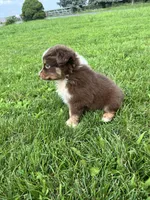 Maple, a female Miniature Australian Shepherd for sale in Iowa City, IA – Photo 8 of 10
