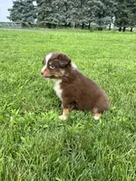 Maple, a female Miniature Australian Shepherd for sale in Iowa City, IA – Photo 5 of 10