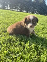 Maple, a female Miniature Australian Shepherd for sale in Iowa City, IA – Photo 10 of 10