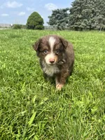 Maple, a female Miniature Australian Shepherd for sale in Iowa City, IA – Photo 2 of 10