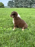 Maple, a female Miniature Australian Shepherd for sale in Iowa City, IA – Photo 7 of 10