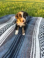 Axel, a male Border Collie for sale in Iowa City, IA – 6 of 6