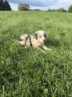 Quinn, a male Miniature Australian Shepherd for sale in Iowa City, IA – 3 of 7