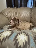 Dax, a male Olde English Bulldogge for sale in Iowa City, IA – Photo 4 of 6