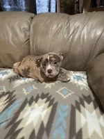 Dax, a male Olde English Bulldogge for sale in Iowa City, IA – Photo 3 of 6
