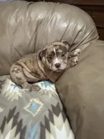 Dax, a male Olde English Bulldogge for sale in Iowa City, IA – Photo 2 of 6