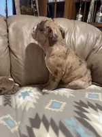 Dax, a male Olde English Bulldogge for sale in Iowa City, IA – Photo 6 of 6