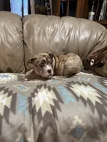 Dax, a male Olde English Bulldogge for sale in Iowa City, IA – Photo 5 of 6