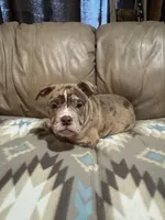 Dax, a male Olde English Bulldogge for sale in Iowa City, IA – Photo 1 of 6