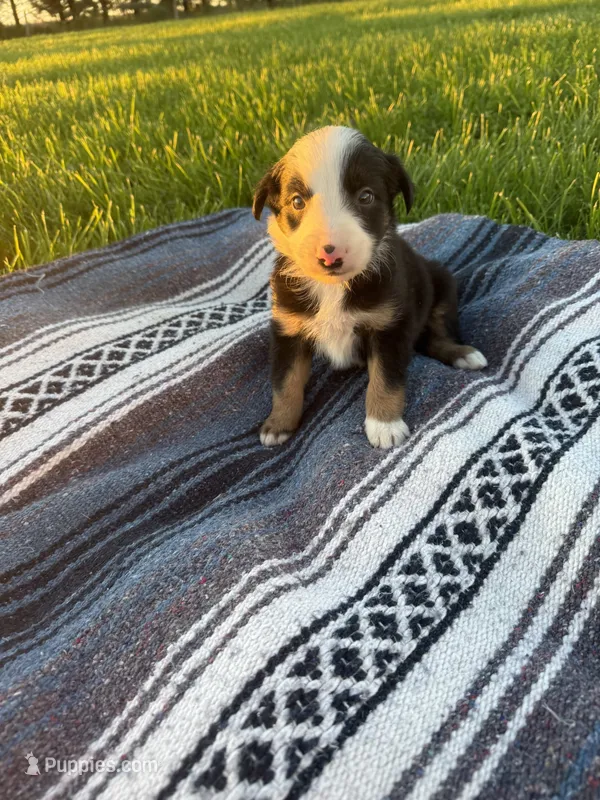 Atlas – Border Collie puppy for sale in Iowa City, IA