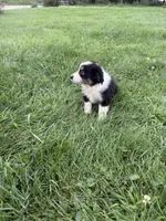 Zoe, a female Miniature Australian Shepherd for sale in Iowa City, IA – 4 of 8