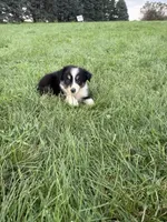 Zoe, a female Miniature Australian Shepherd for sale in Iowa City, IA – 3 of 8