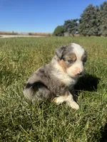 Austin, a male Miniature Australian Shepherd for sale in Iowa City, IA – Photo 6 of 10