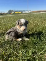 Austin, a male Miniature Australian Shepherd for sale in Iowa City, IA – Photo 8 of 10