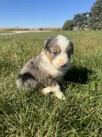 Austin, a male Miniature Australian Shepherd for sale in Iowa City, IA – Photo 1 of 10
