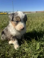 Austin, a male Miniature Australian Shepherd for sale in Iowa City, IA – Photo 3 of 10
