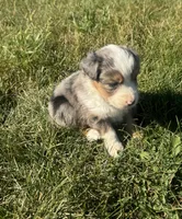 Austin, a male Miniature Australian Shepherd for sale in Iowa City, IA – Photo 2 of 10