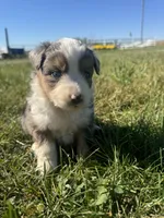 Austin, a male Miniature Australian Shepherd for sale in Iowa City, IA – Photo 4 of 10
