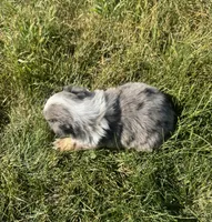 Austin, a male Miniature Australian Shepherd for sale in Iowa City, IA – Photo 10 of 10