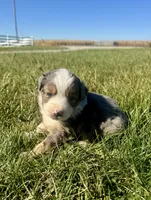 Austin, a male Miniature Australian Shepherd for sale in Iowa City, IA – Photo 9 of 10