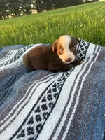  Annie, a female Border Collie for sale in Iowa City, IA – 5 of 5