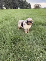 Zara, a female Miniature Australian Shepherd for sale in Iowa City, IA – 3 of 6