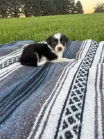 Asher, a male Border Collie for sale in Iowa City, IA – 1 of 5