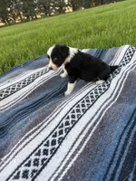 Apollo, a male Border Collie for sale in Iowa City, IA – 3 of 5