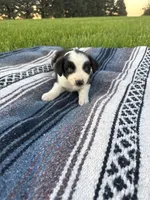 Amy, a female Border Collie for sale in Iowa City, IA – 5 of 5