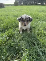 Zuri, a female Miniature Australian Shepherd for sale in Iowa City, IA – 4 of 6