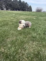 Monica, a female Miniature Australian Shepherd for sale in Iowa City, IA – Photo 6 of 8