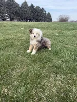 Monica, a female Miniature Australian Shepherd for sale in Iowa City, IA – Photo 4 of 8
